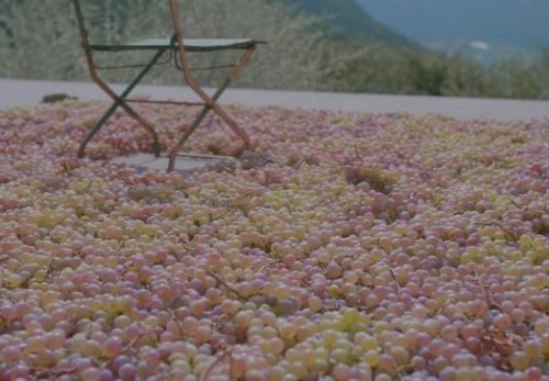 峡東地域のワイナリーを紹介する動画を制作しました！